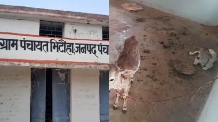 ANIMALS IN GRAM PANCHAYAT OFFICE