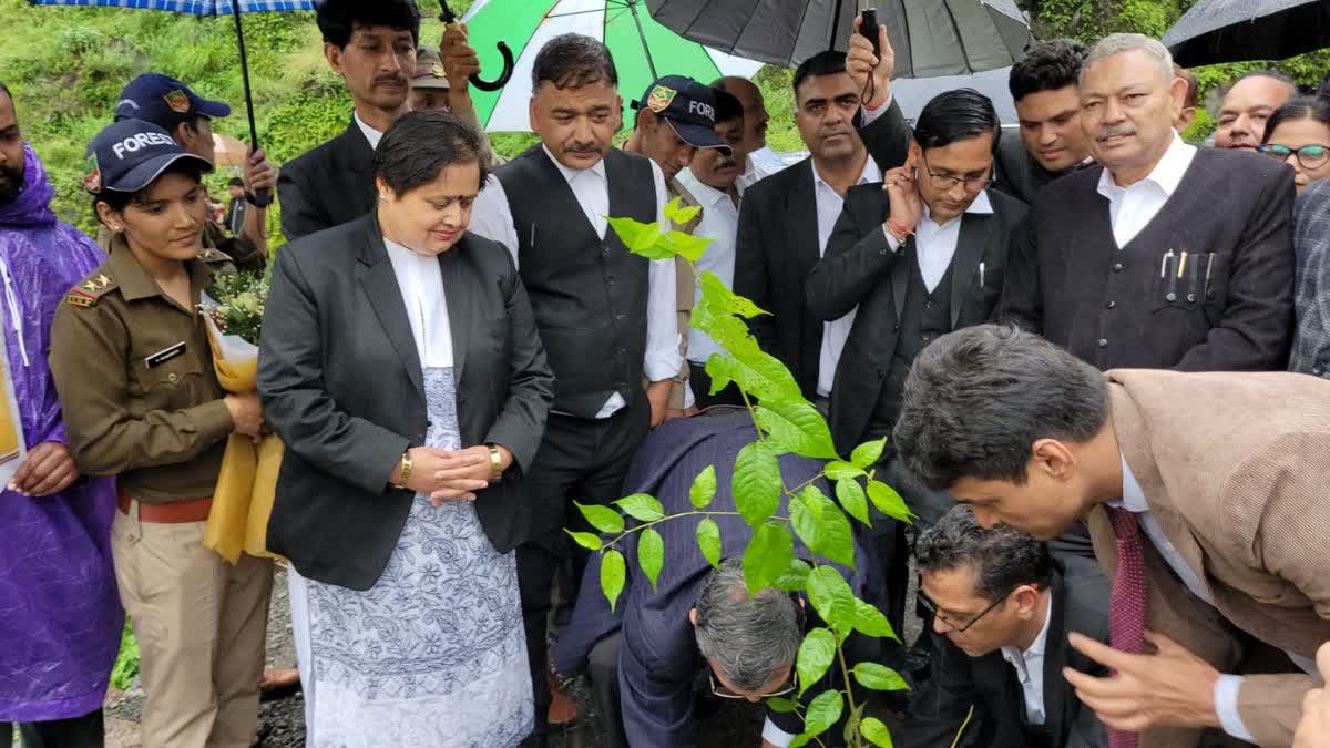 High Court judges planted saplings