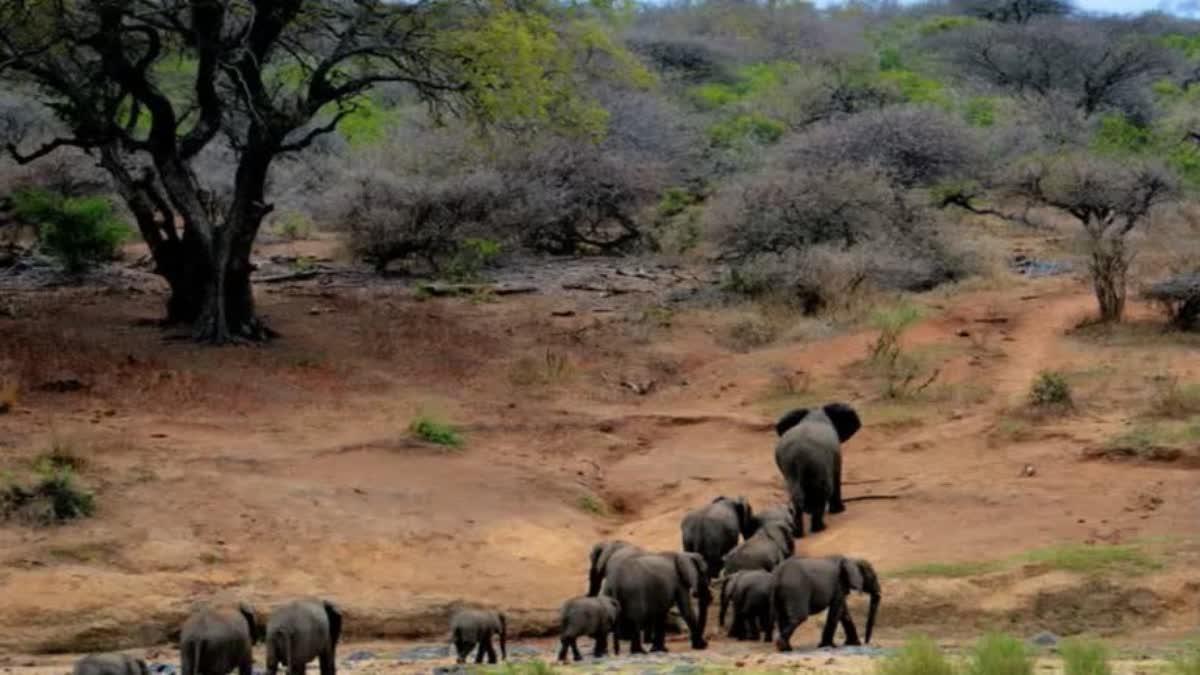 kasargode  school holiday  chase wild elephant  wild elephant  wild elephant attack  arikomban  payappa  കാസര്‍കോട്  അതിരൂക്ഷമായ കാട്ടാന ശല്യം  കാട്ടാന  ആനയെ തുരത്താന്‍ സ്‌കൂളുകള്‍ക്ക് അവധി  ആന  കാസർകോട്