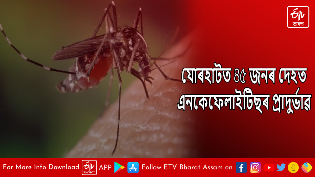 Rise in number of Japanese Encephalitis cases in Jorhat