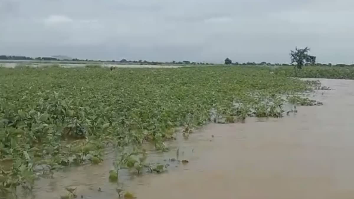 vegetable farm submerged in flood water