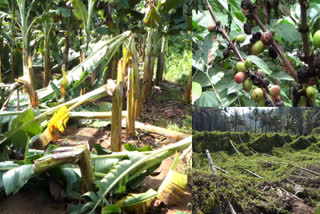 Compensation to farmers delayed in crop damage  Compensation to farmers  Compensation to idukki farmers  Compensation to idukki farmers delayed  crop damage in idukki  കാലവർഷക്കെടുതിയിലുണ്ടായ കൃഷിനാശം  കൃഷിനാശം  കാലവർഷക്കെടുതി  ഇടുക്കി മഴ കൃഷിനാശം നഷ്‌ടപരിഹാരം  ഇടുക്കിയിലെ കർഷകർക്ക് നഷ്‌ടപരിഹാരം വൈകുന്നു  ഇടുക്കി കർഷകർ നഷ്‌ടപരിഹാരം വൈകുന്നു  കാലവര്‍ഷക്കെടുതി ഇടുക്കി  കൃഷി നാശമുണ്ടായ കര്‍ഷകര്‍ക്കുള്ള നഷ്‌ടപരിഹാരം