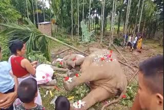 Three elephants died of electrocution in Assam  Elephants Dead  അസമില്‍ വൈദ്യുതാഘാതമേറ്റ് 3 കാട്ടാനകള്‍  ഷോക്കേറ്റത് തീറ്റ തേടുന്നതിനിടെ  ഗുവാഹത്തി  വൈദ്യുതാഘാതമേറ്റ് മൂന്ന് കാട്ടാനകള്‍ ചരിഞ്ഞു  കാട്ടാനകള്‍ ചരിഞ്ഞു  അസം കാട്ടാന  assam wild elephant death  Wild Elephants died of electrocution in Assam  Wild Elephants  Wild Elephants died  Wild Elephants died of electrocution  Wild Elephant