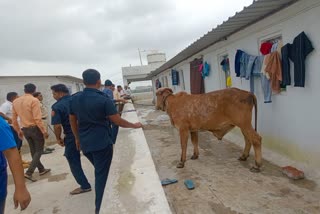 કામરેજ ગામે આખલો પાંચમા મળે ચડી ગયો