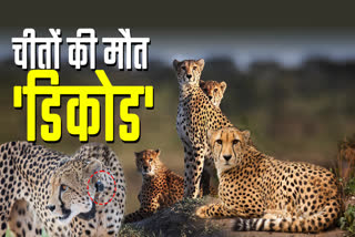 Death of Cheetahs in Kuno
