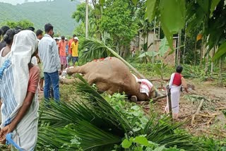 Three Elephants Died Electrocution In Assam