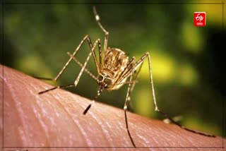 Japanese encephalitis cases in Nagaon