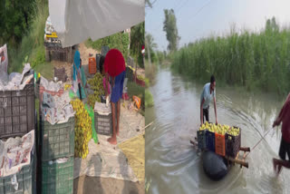 Beas river water in Amritsar destroyed pear orchards