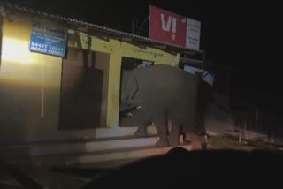 A wild elephant broke the front door of a grocery store on the national highway between Punejanur in Chamarajanagar and Asanur in Tamil Nadu and ate bananas and vegetables