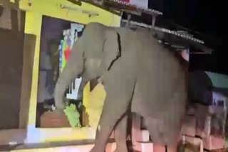 elephant-attack-video-wild-elephant-breaks-shutter-of-grocery-store-and-ate-bananas-and-vegetables