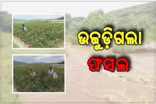 ହେକ୍ଟର ହେକ୍ଟର ଜମିରେ ବନ୍ୟାଜଳ