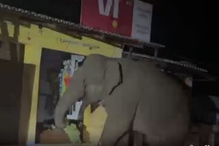 Wild elephant broke the shutter of the grocery store
