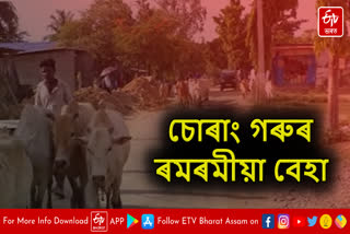 Cow Syndicate in Golaghat