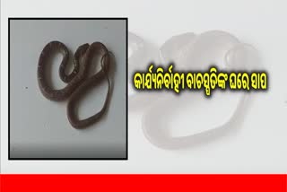 କାର୍ଯ୍ୟନିର୍ବାହୀ ବାଚସ୍ପତିଙ୍କ ଘରେ ପଶିଲା ସାପ