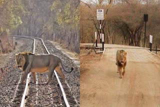 Lion Death On Railway track