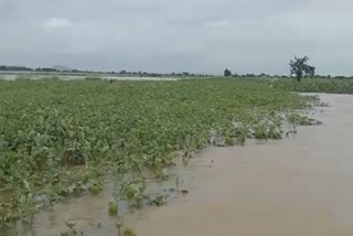 vegetable farm submerged in flood water