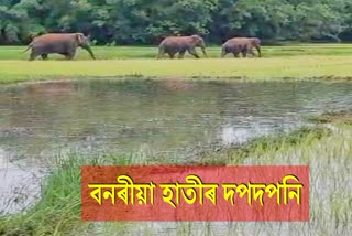 Wild elephants roam in paddy fields in West Kamrup