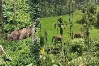 wild-elephant-found-in-badavanadinne-village-of-mudigere-taluk