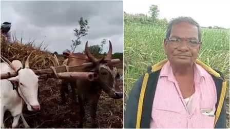 ಕಬ್ಬಿನ ಬೆಳಯನ್ನು ಜಾನುvಆರುಗಳಿಗೆ ನೀಡಿದ ರೈತ