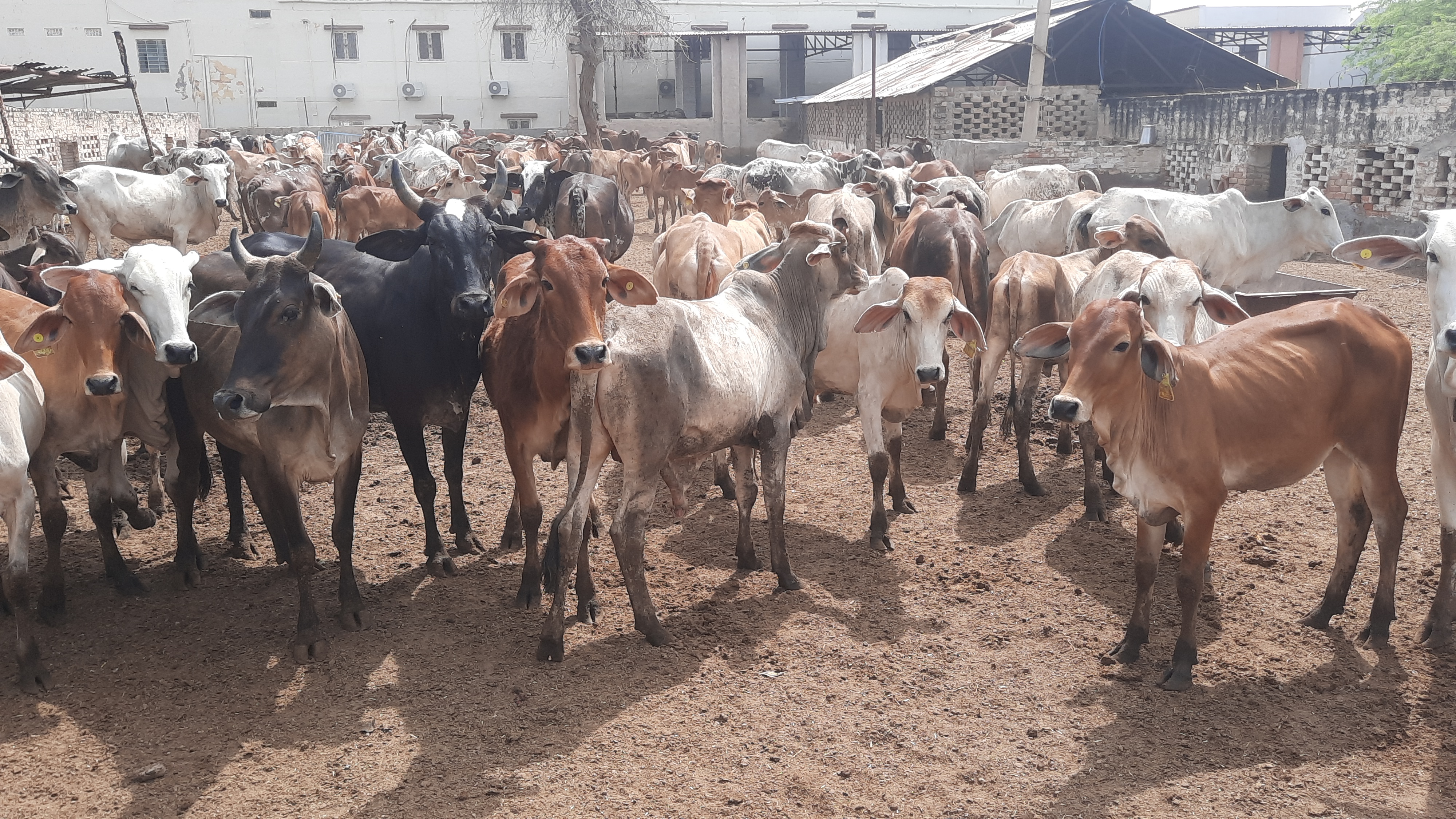 गौसेवा का अनूठा नवाचार