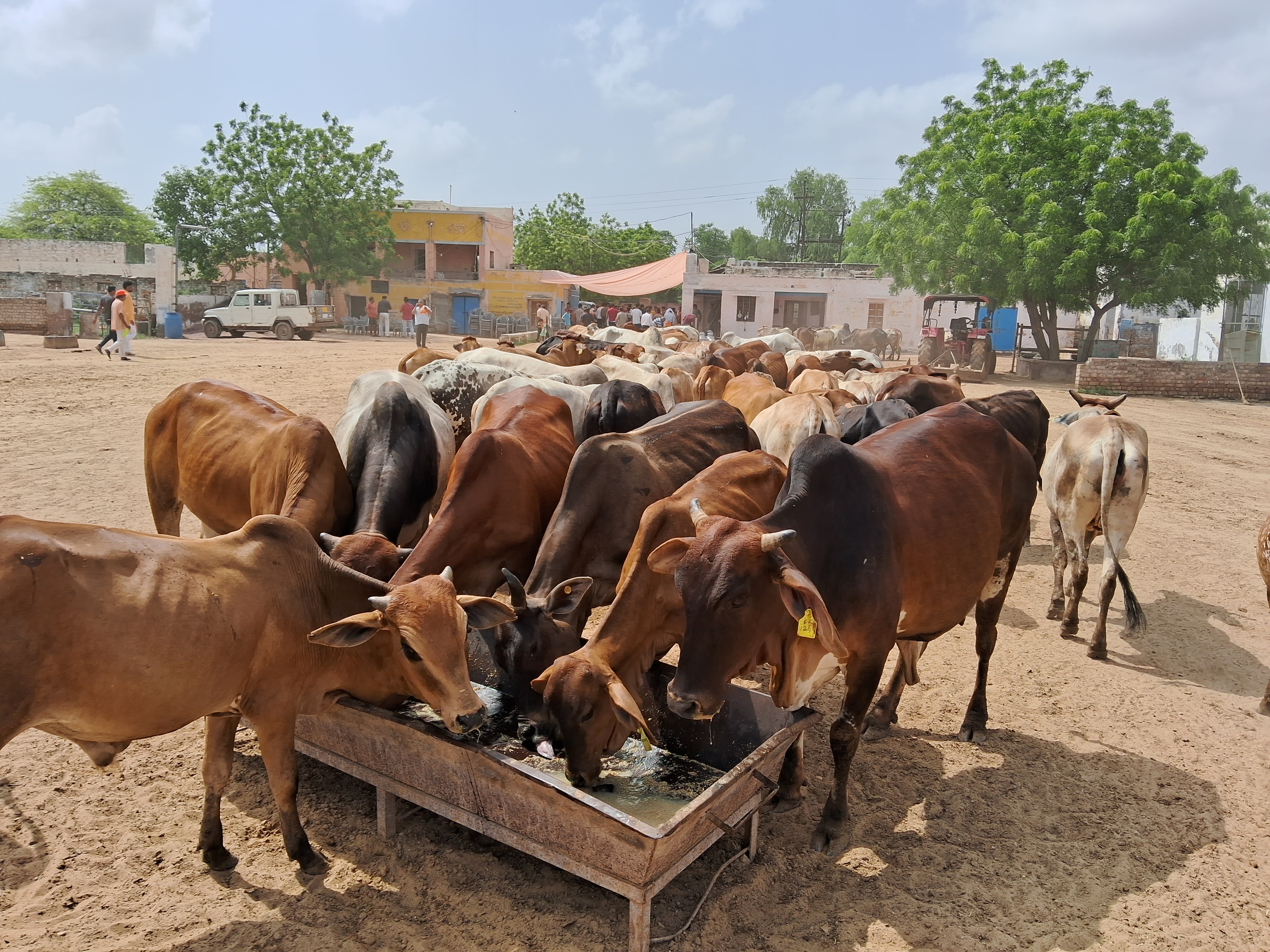 बीकानेर में गौसेवा का अनूठा नवाचार