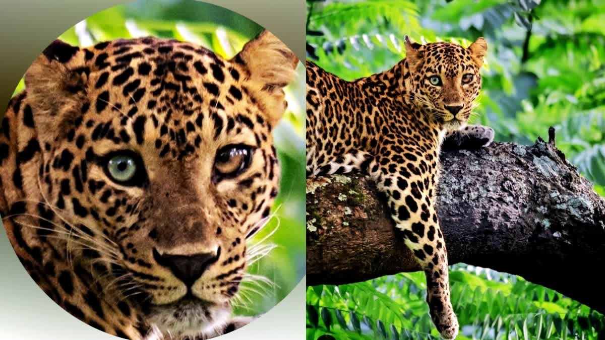 DIFFERENT EYE LEOPARD