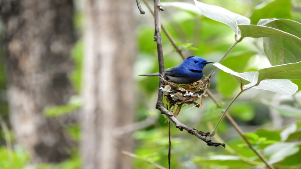 BETUL SUMMER BIRD SURVEY RECORD