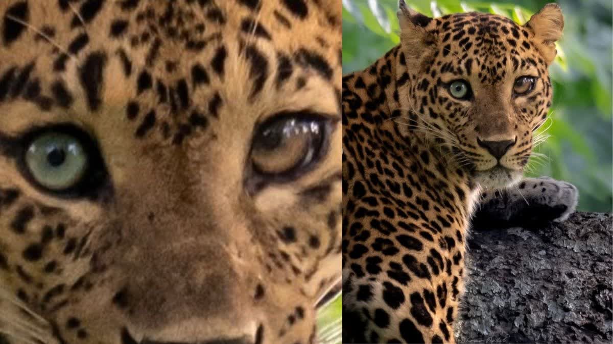 Leopard With Different Eye Colours