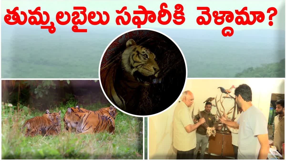 Thummalabailu Jungle Safari Attracting Tourists