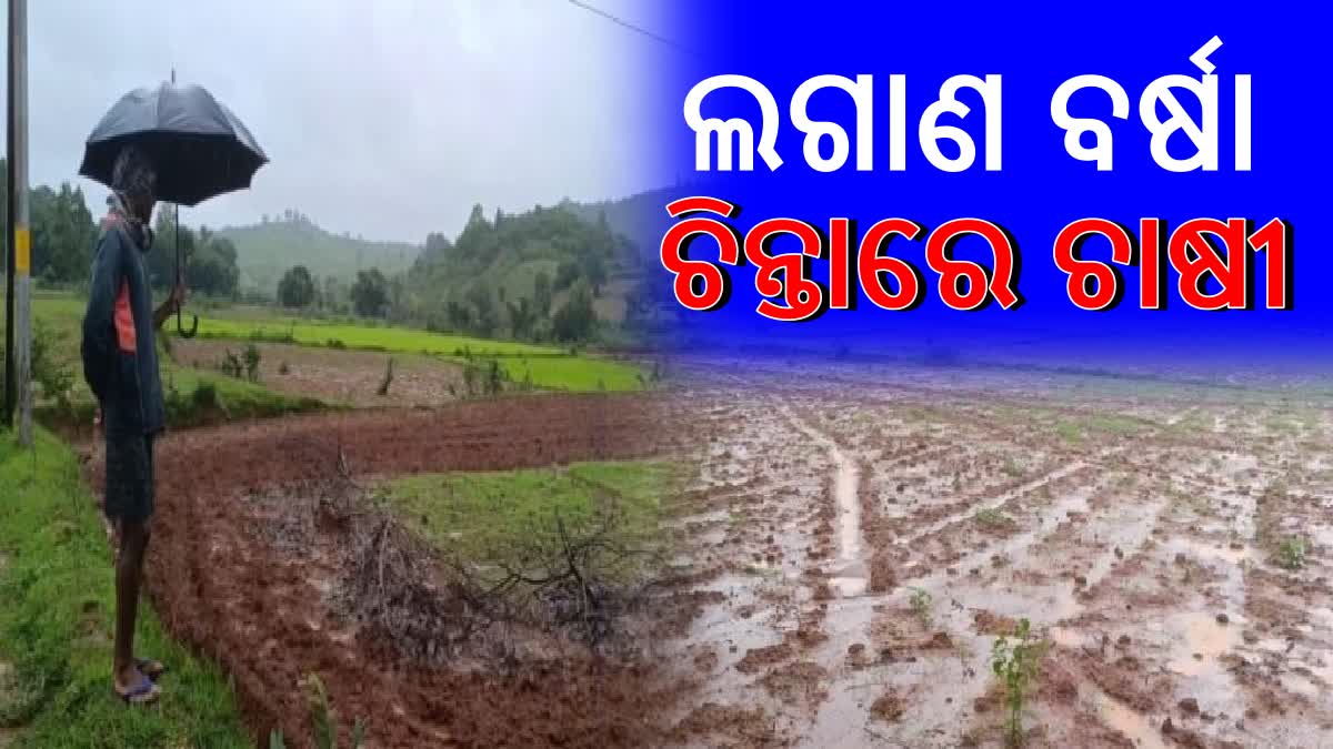 MILLET FARMING AFFECTED