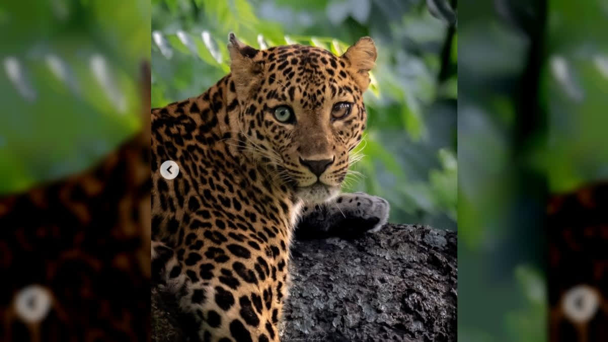 Karnataka Leopard found in Bandipur Tiger Reserve Forest