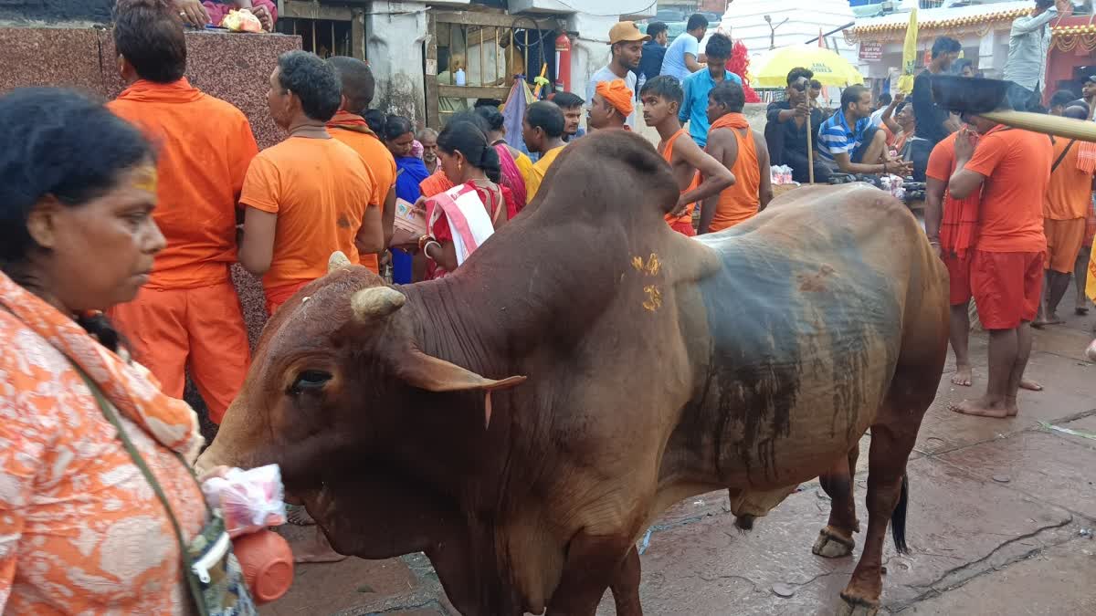 Terror Of Bulls In Deoghar