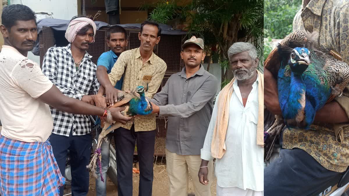 peacock rescued