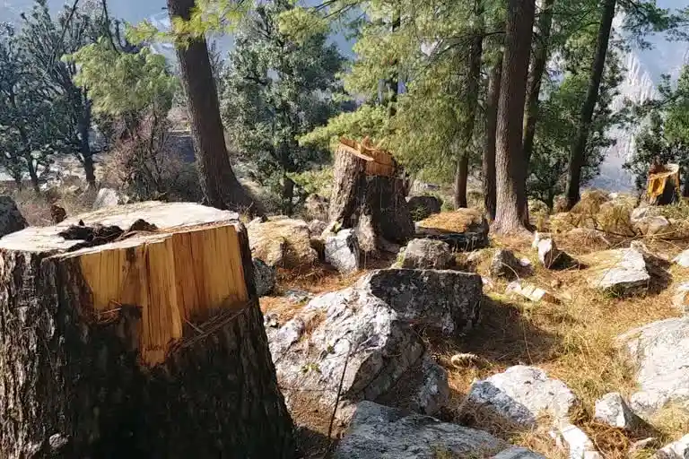 illegal Tree Cutting in Uttarakhand