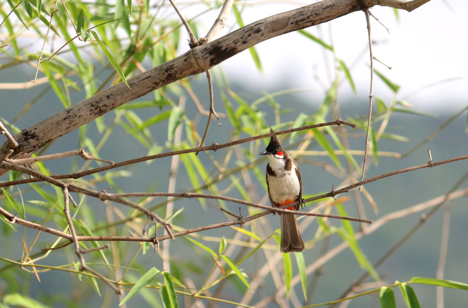 8 SPECIES CUCKOO FAMILY RECORDED