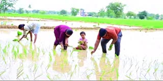 Medak Collector Turned As Farmer