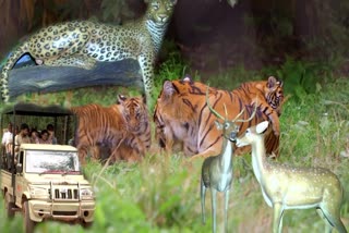 Thummalabailu Jungle Safari Attracting Tourists