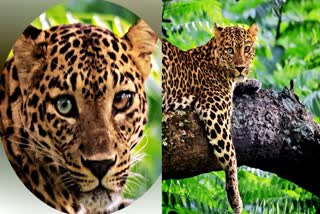 DIFFERENT EYE LEOPARD