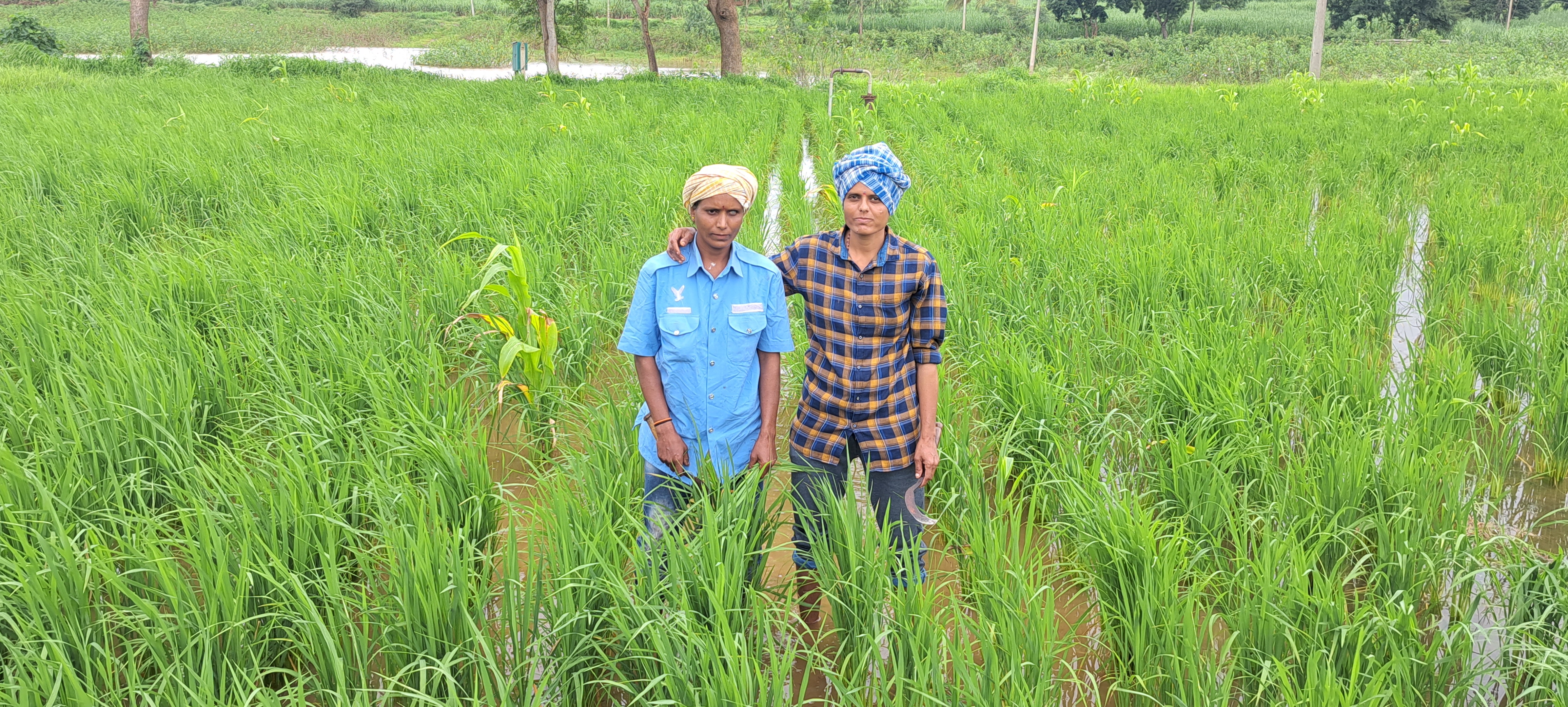 No marriage  working in the fields  taking care of parents  Belagavi