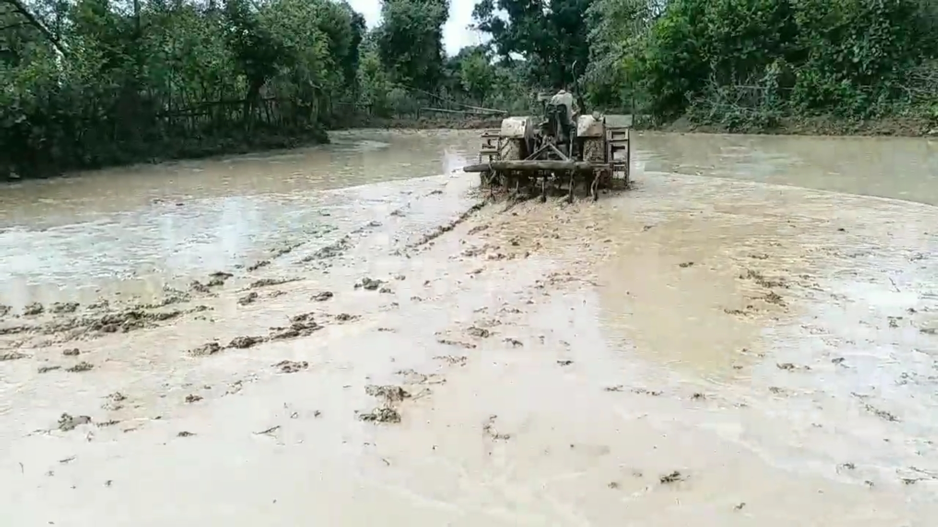 BUMPER PADDY PRODUCTION STEPS