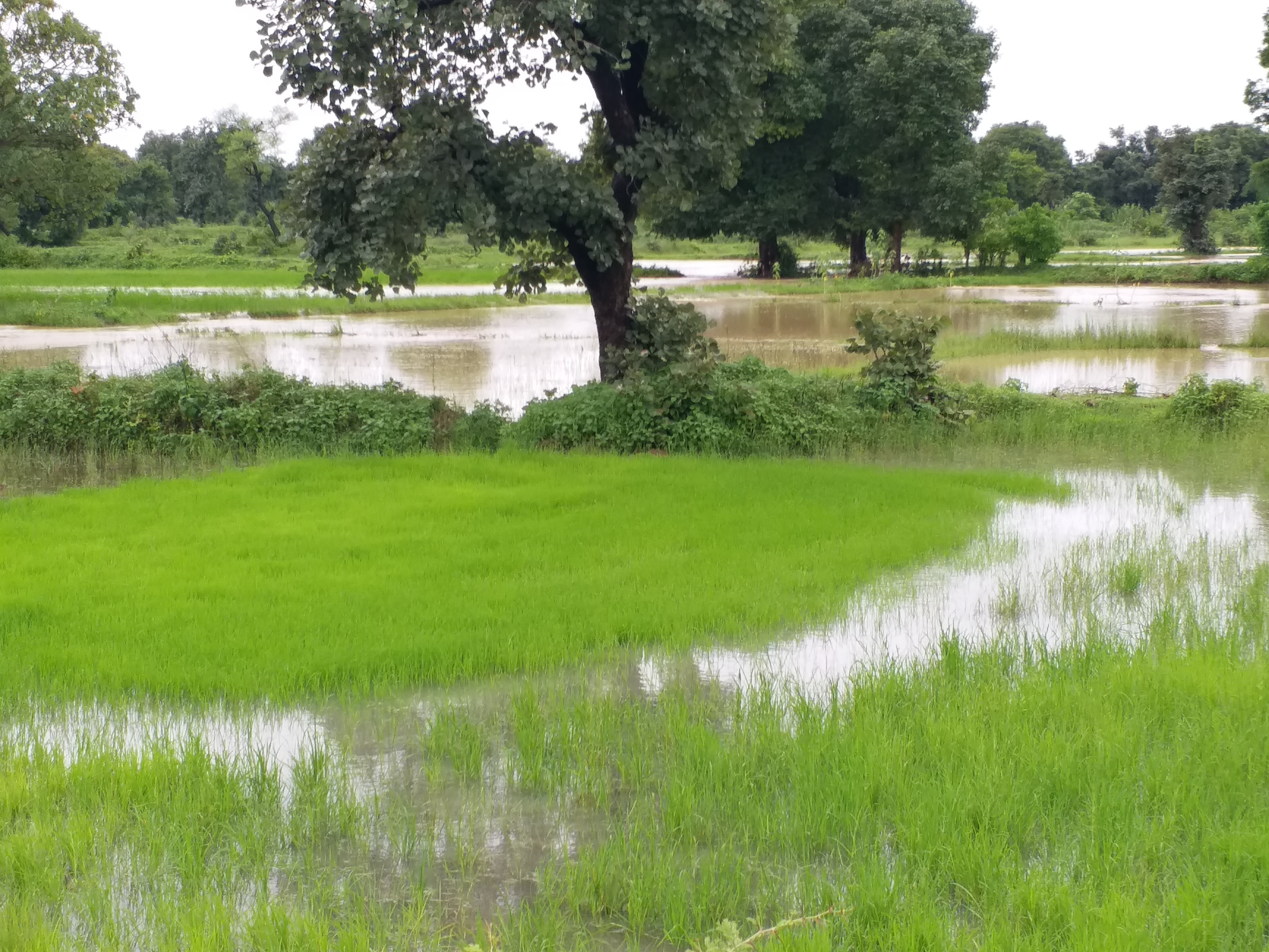 Paddy plantation started with rain in Shahdol