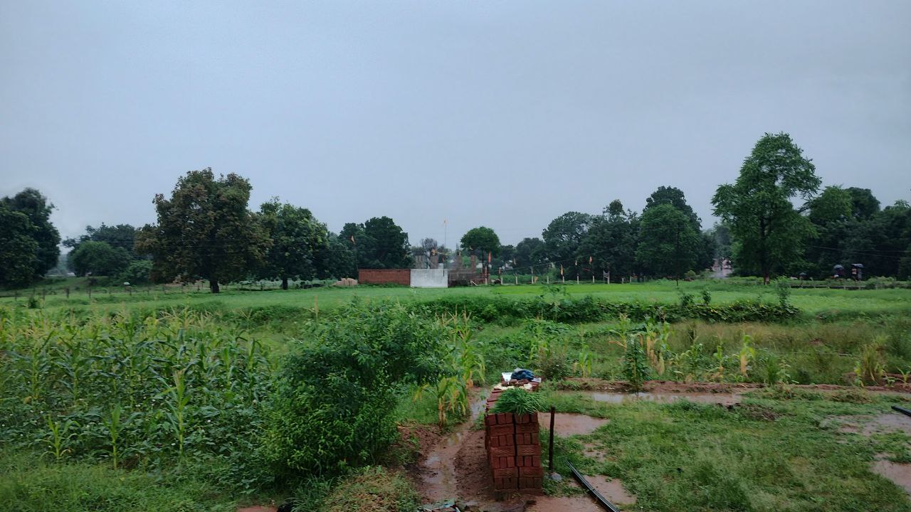 Paddy plantation started with rain in Shahdol