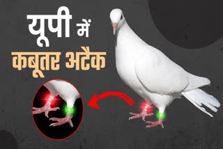 ufo-like-drone-lights-up-truth-behind-led-pigeon-mission