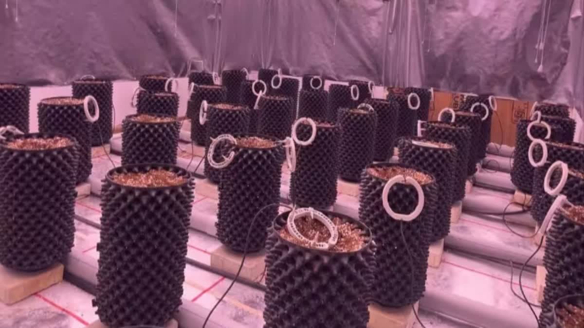 Hightech Cannabis Cultivation