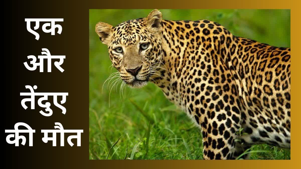 burhanpur leopard Dead body found