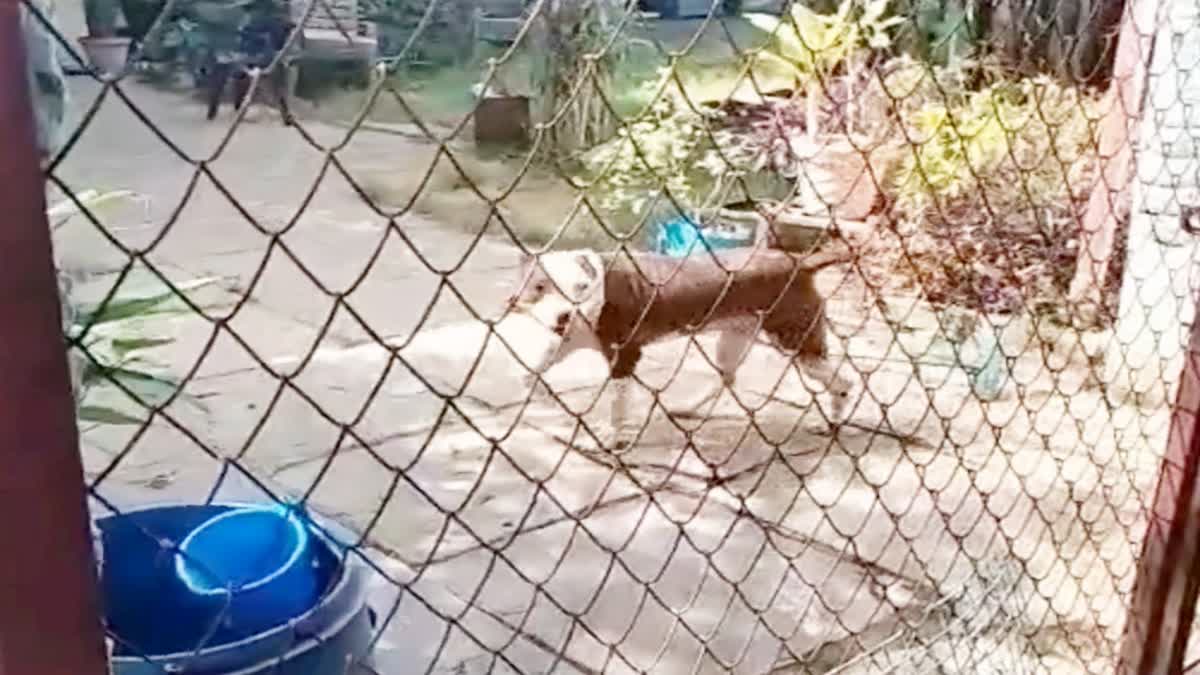 police Panic by dangerous breed of pitbull dog