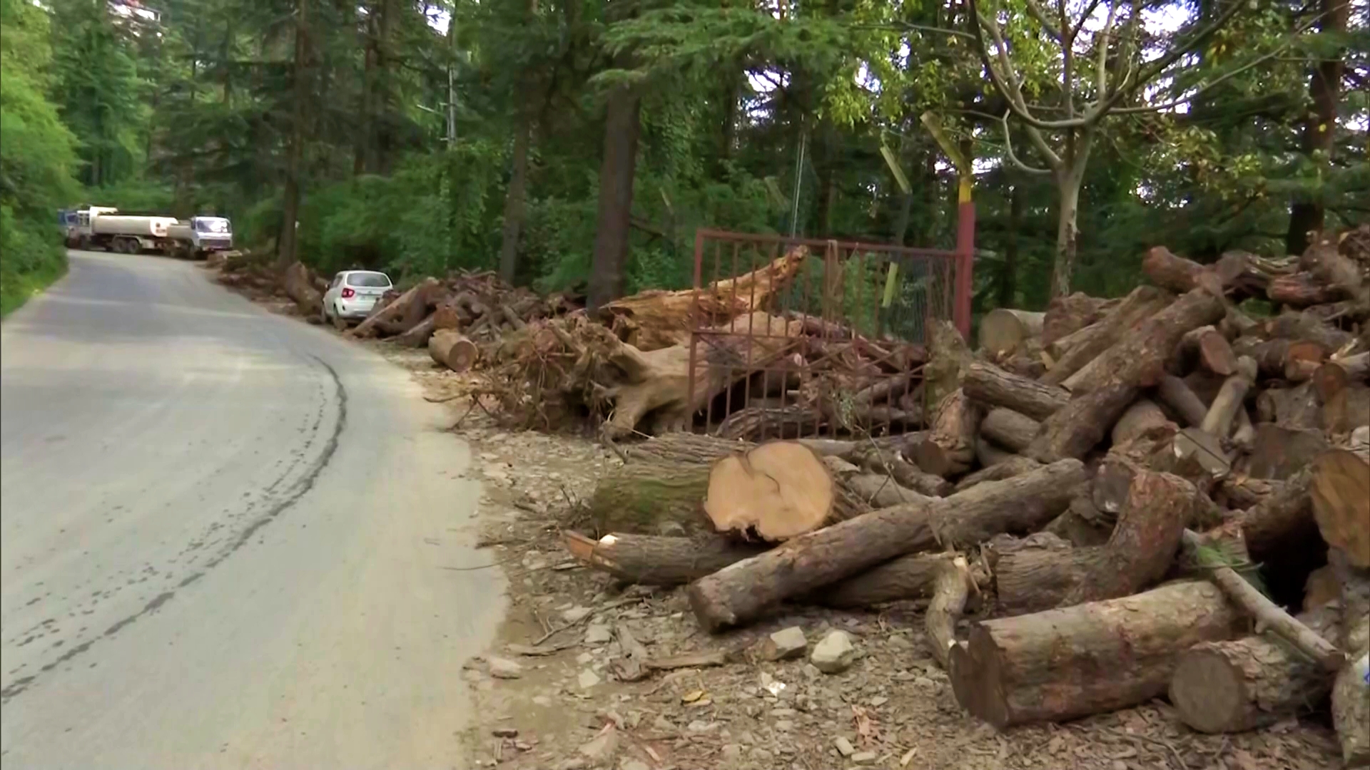 Shimla Deodar Tree