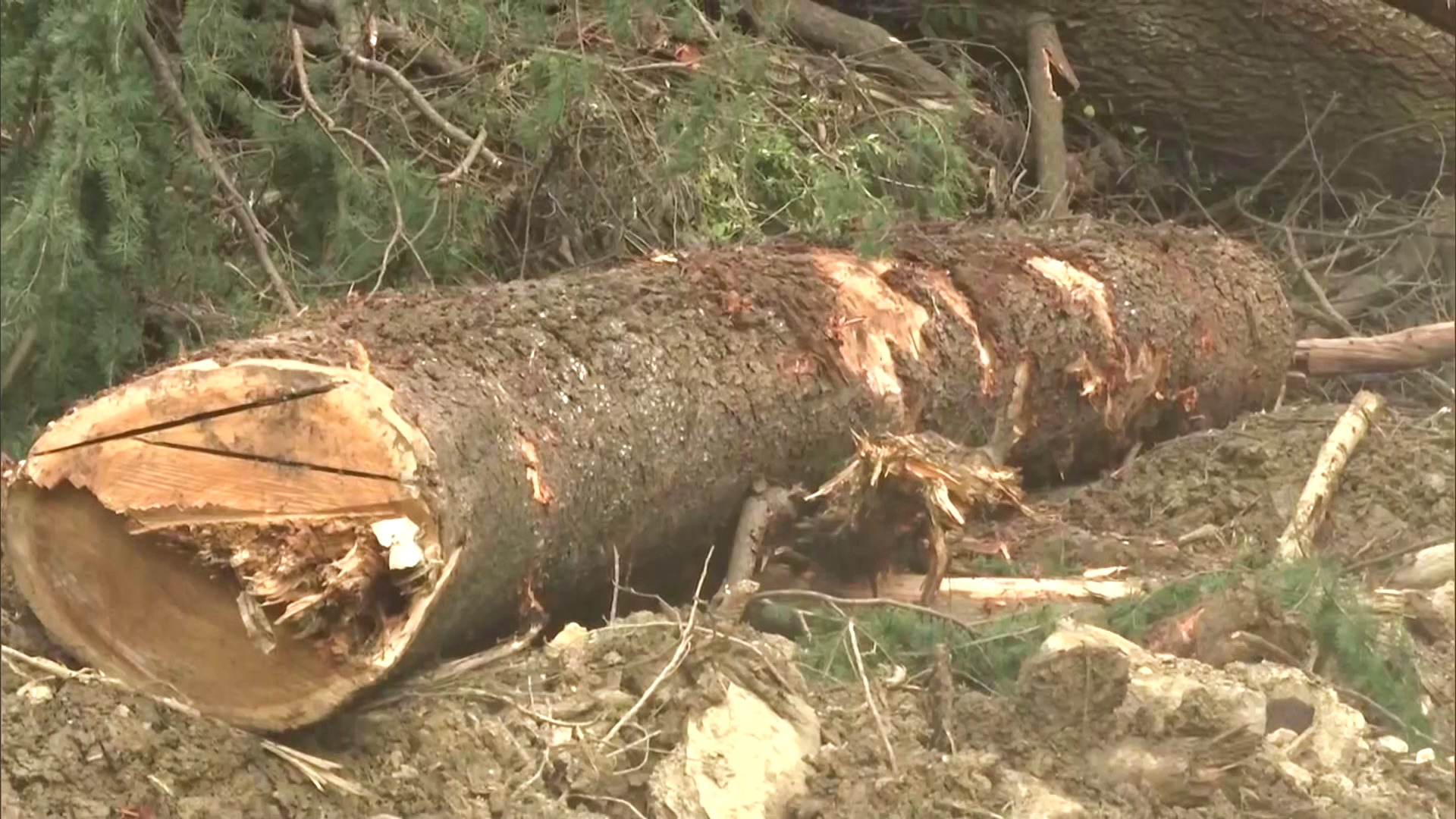 Shimla Deodar Tree