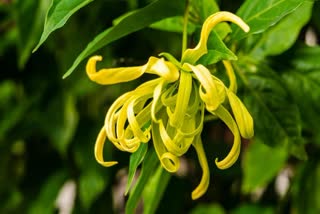 ylang-ylang-flower-blooms-in-aromatic-garden-of-uttarakhand