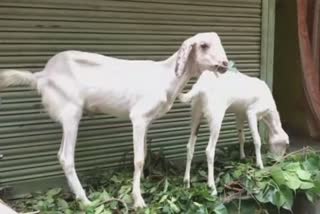 Man Rapes Goat In Karnataka